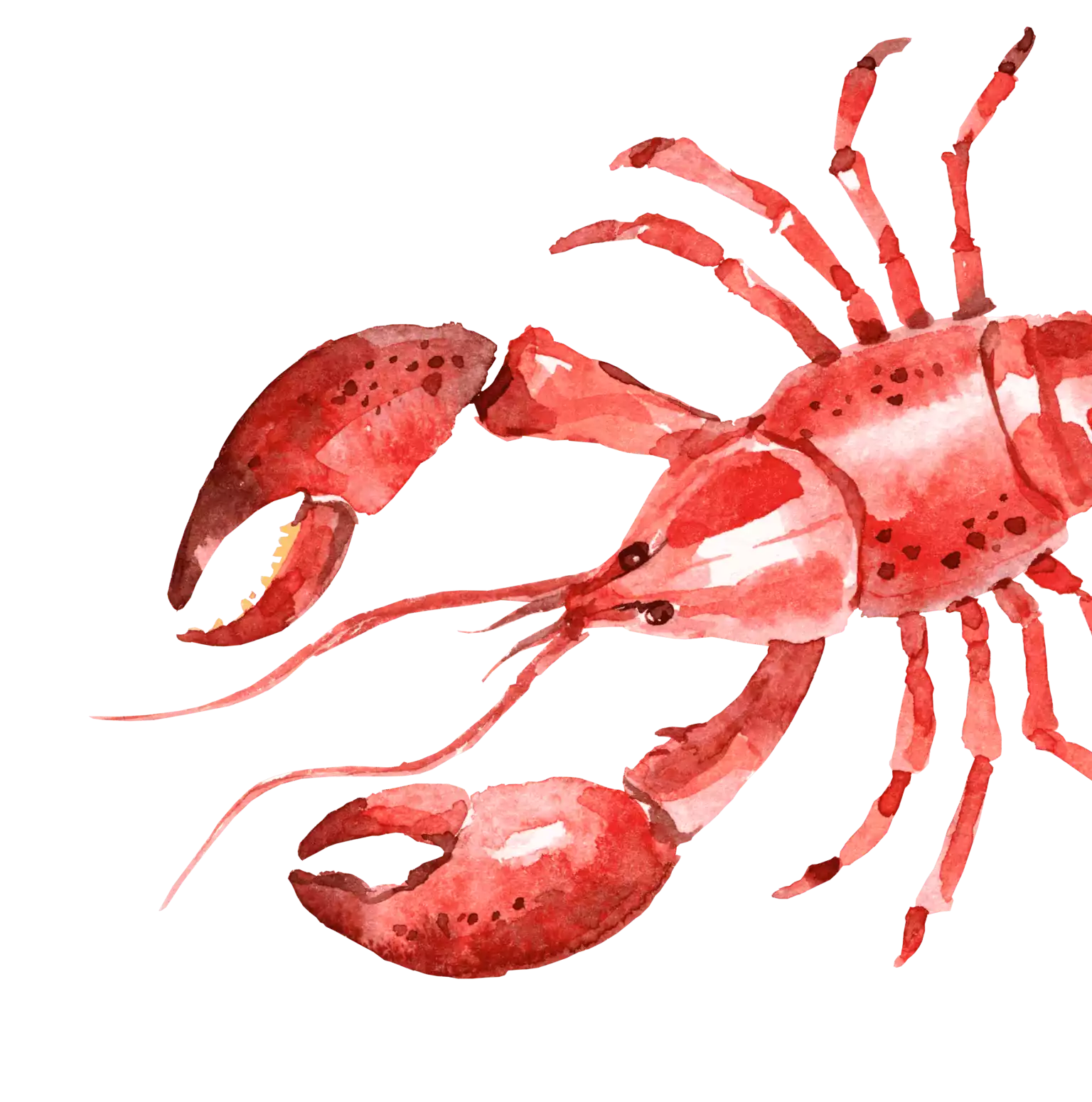 Homard