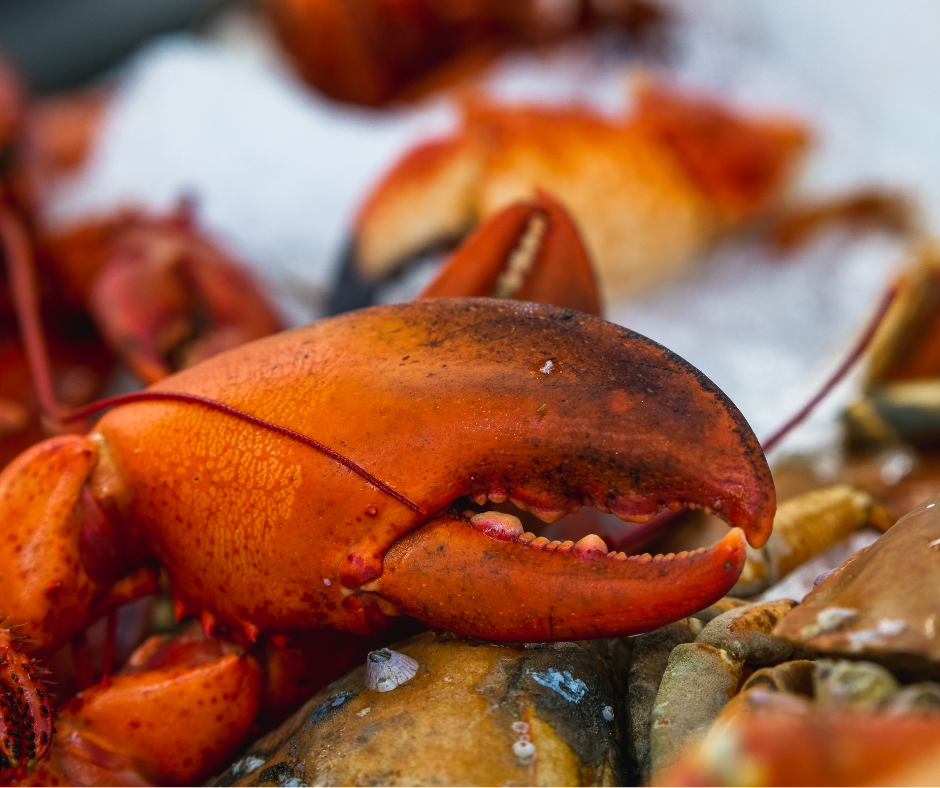Pinces de Homard pré-coupés