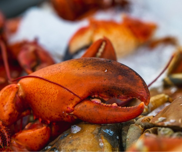 Cut Lobster Claws