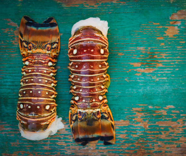 Queue de langouste 6oz.